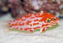 Click for more info on Choat's Wrasse
