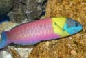 Click for more info on Cortez Rainbow Wrasse