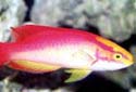 Click for more info on Flame Fairy Wrasse