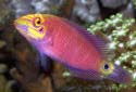 Click for more info on Mystery Wrasse