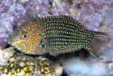 Click for more info on Ornate Leopard Wrasse