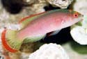 Click for more info on Red-margined Fairy Wrasse