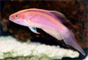Click for more info on Rose-band Fairy Wrasse