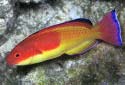 Click for more info on Rosy-fin Fairy Wrasse