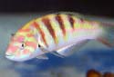 Click for more info on Sixbar Wrasse