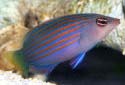 Click for more info on Six-Line Wrasse