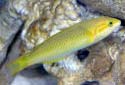 Click for more info on Yellow-brown Wrasse