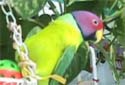 Click to learn about Parakeets